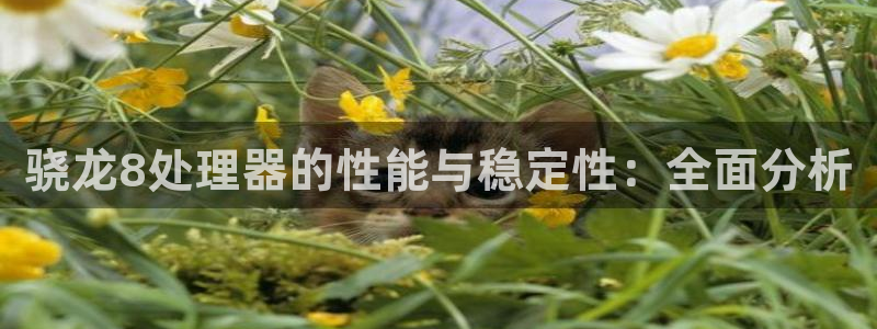 美狮贵宾会是啥