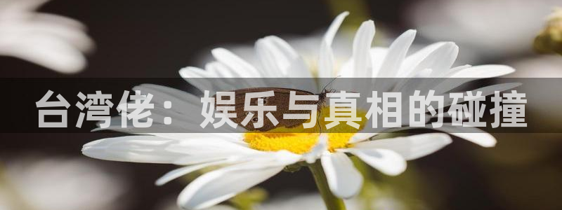 美狮贵宾会是什么平台：台湾佬：娱乐与真相的碰撞