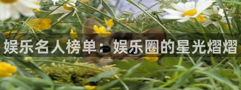 美狮贵宾会下载链接是多少